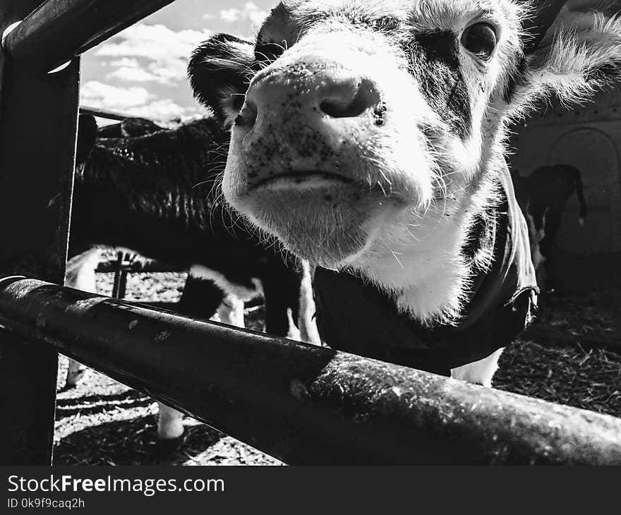 Grayscale Photography of Cattle