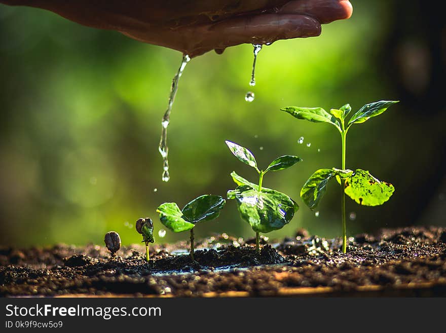 Coffee seed tree sapling in nature green Growing Coffee Beans Watering sapling Natural light