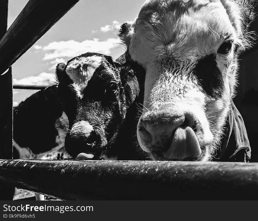 Grayscale Photo of Cows