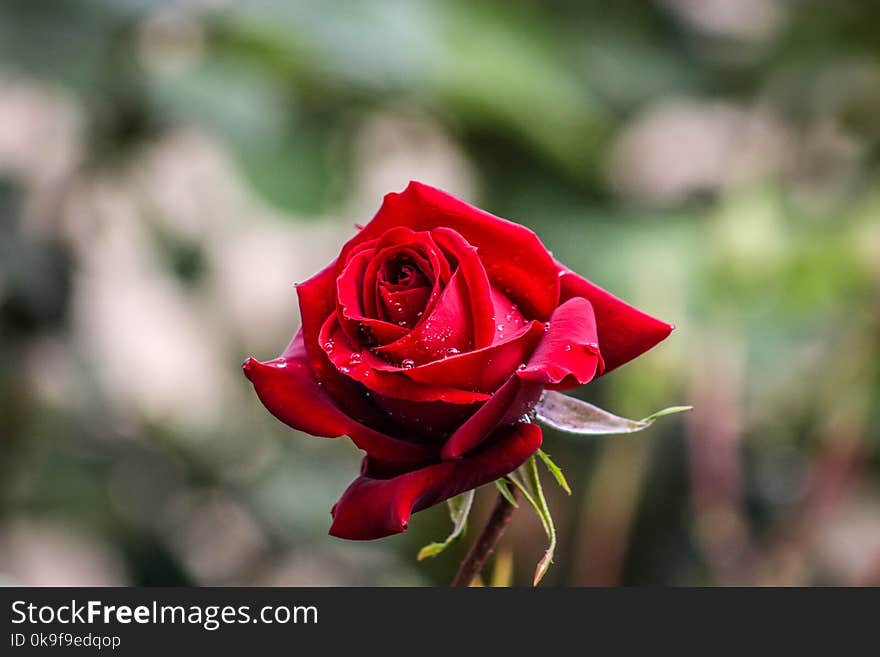 Bokeh Photography of Red Rose