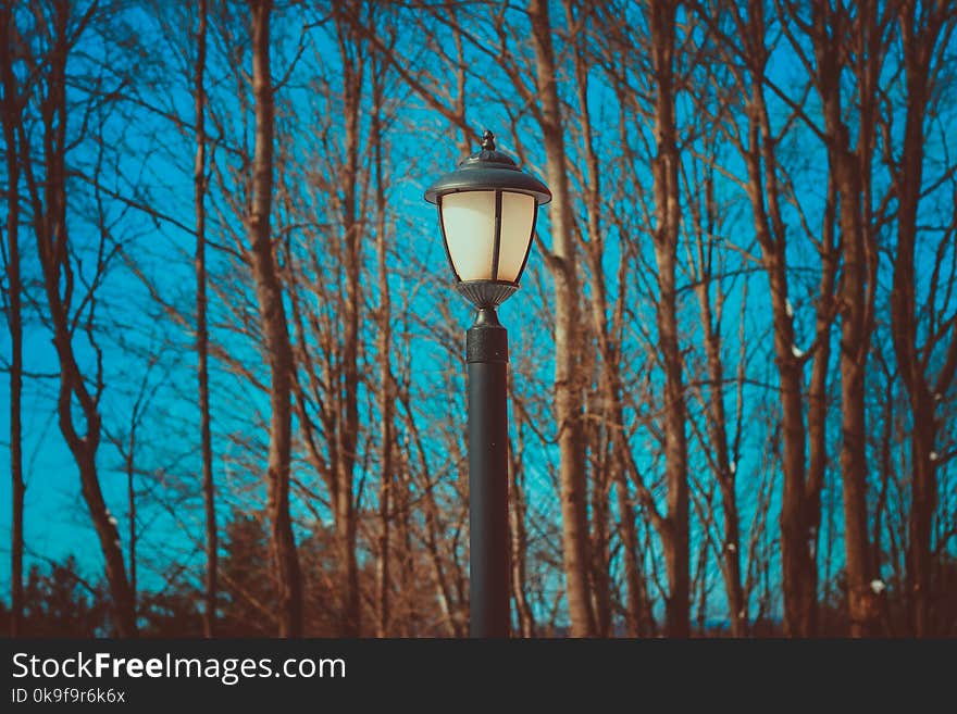 Black Lamp Post Near Leafless Trees