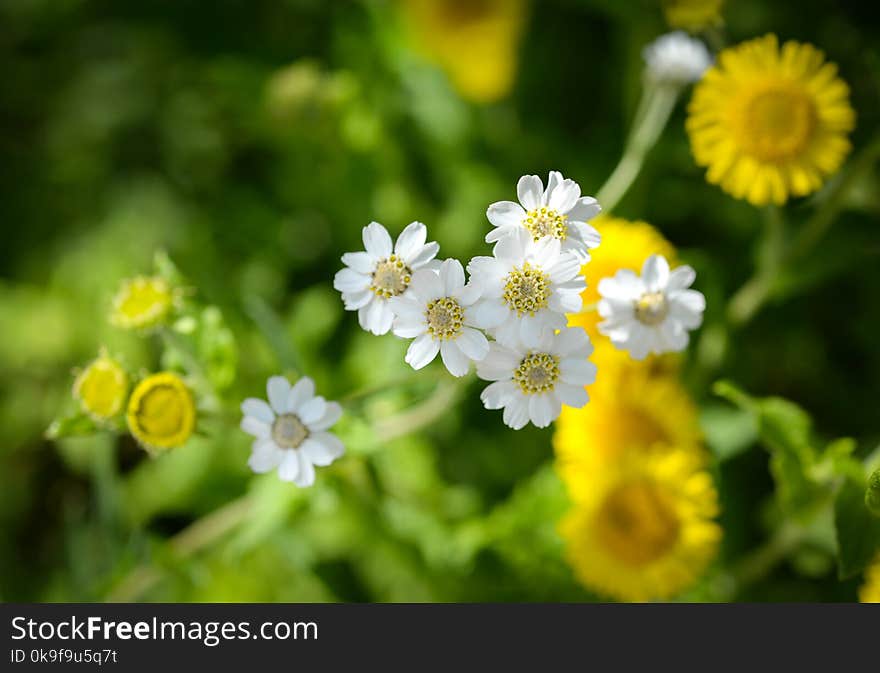 Shallow Photography Of White Flowers