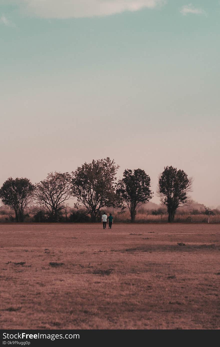 Five Black Trees Under Blue Sky