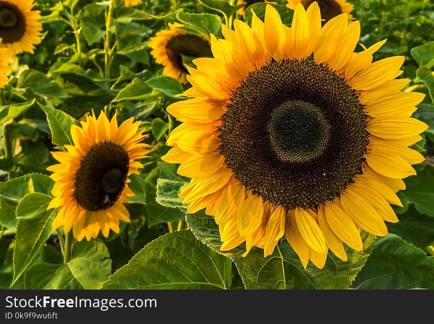 Shallow Focus Photography Of Sunflowers