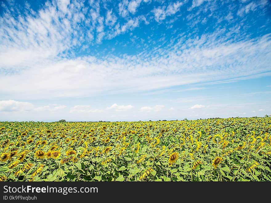 Sunflower Filed