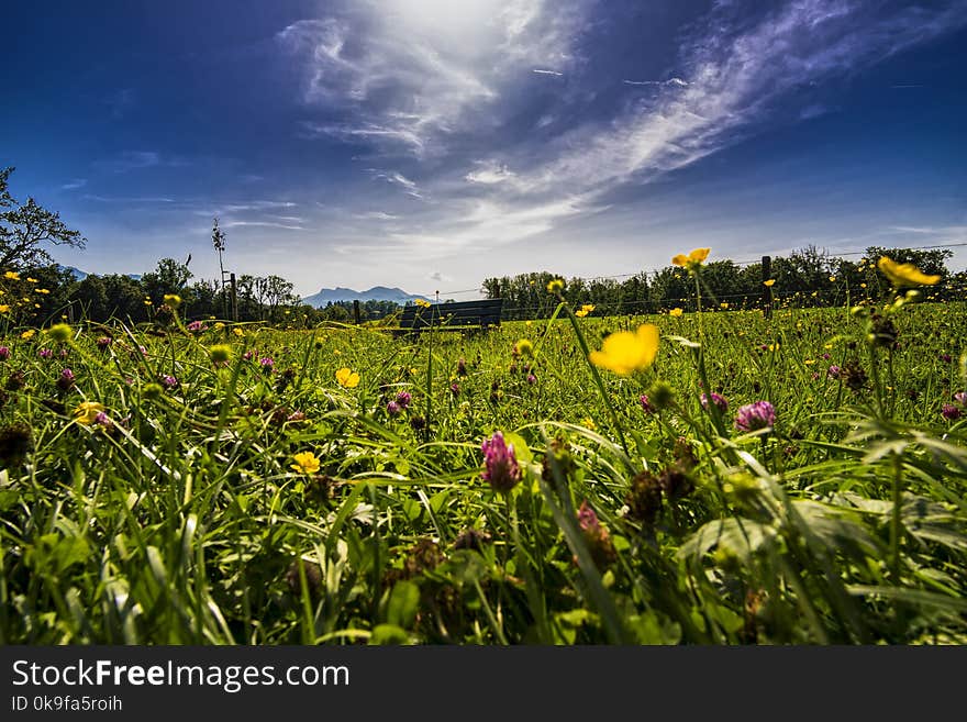 Bed Of Flowers