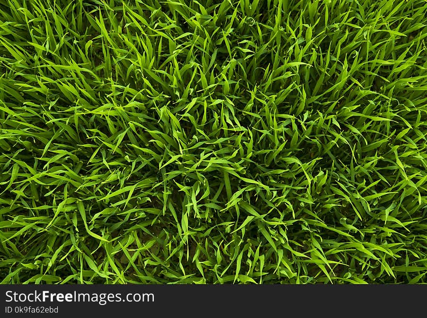 Green Grasses