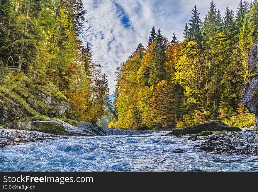 River Surrounded By Trees