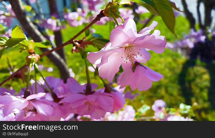 Pink Petaled Flowers