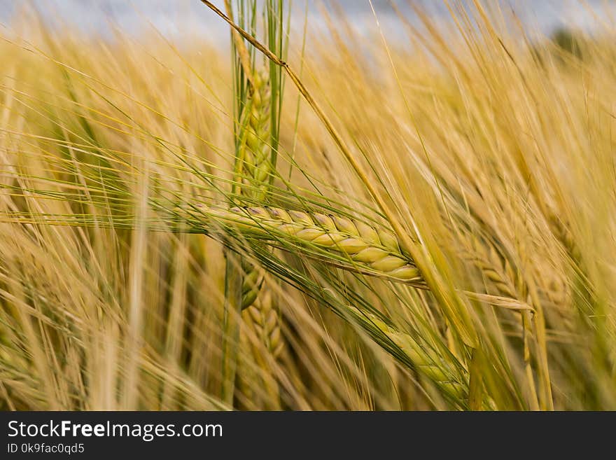 Close Photo Of Paddy Plant