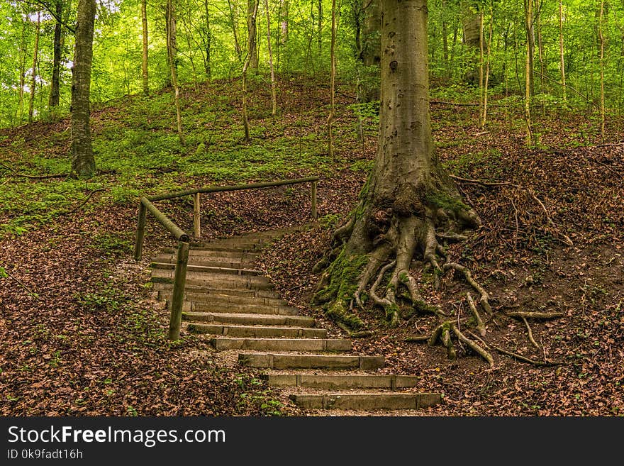 Concrete Stairs Beside Uprooted Tree On Forest