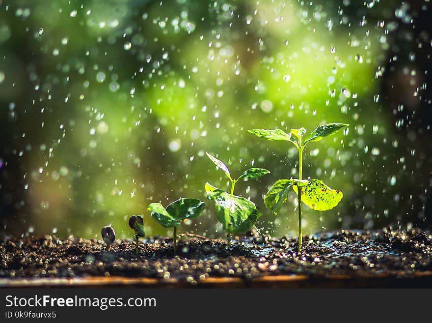 Coffee seed tree sapling in nature green Growing Coffee Beans Watering sapling Natural light