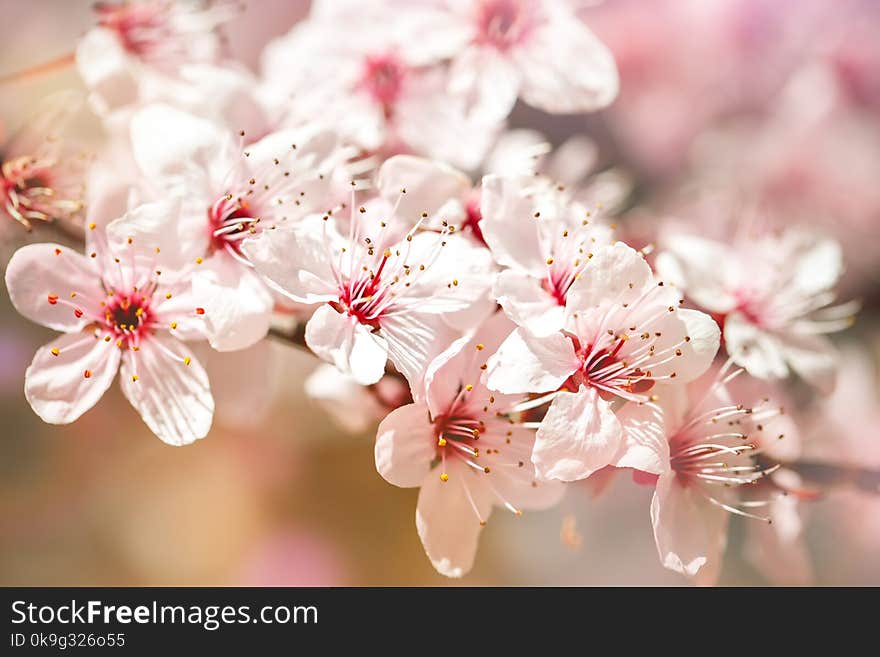 Apricot tree in spring with beautiful flowers. Gardening. Selective focus.