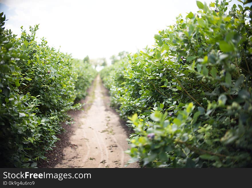 Field of blueberries, row of bushes with future berries against the blue sky. Farm with berries in sunny Florida. Field of blueberries, row of bushes with future berries against the blue sky. Farm with berries in sunny Florida.