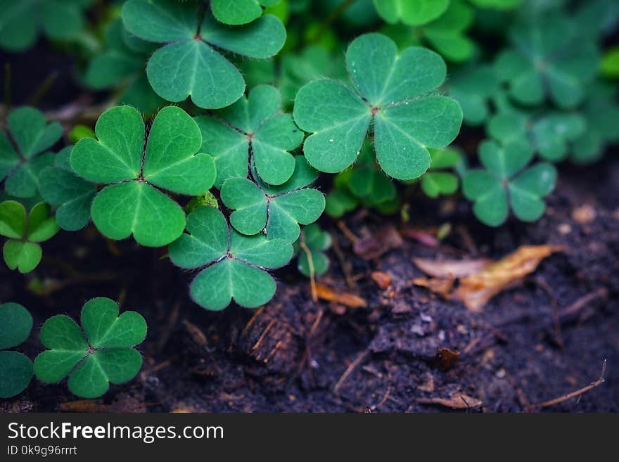 Green background with three-leaved shamrocks. St. Patrick& x27;s day holiday symbol. Green background with three-leaved shamrocks. St. Patrick& x27;s day holiday symbol.