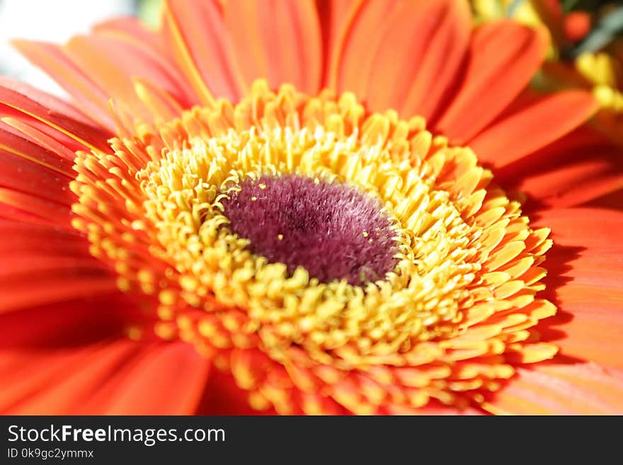 Gerbera Red Flower large stamens yellow color petals