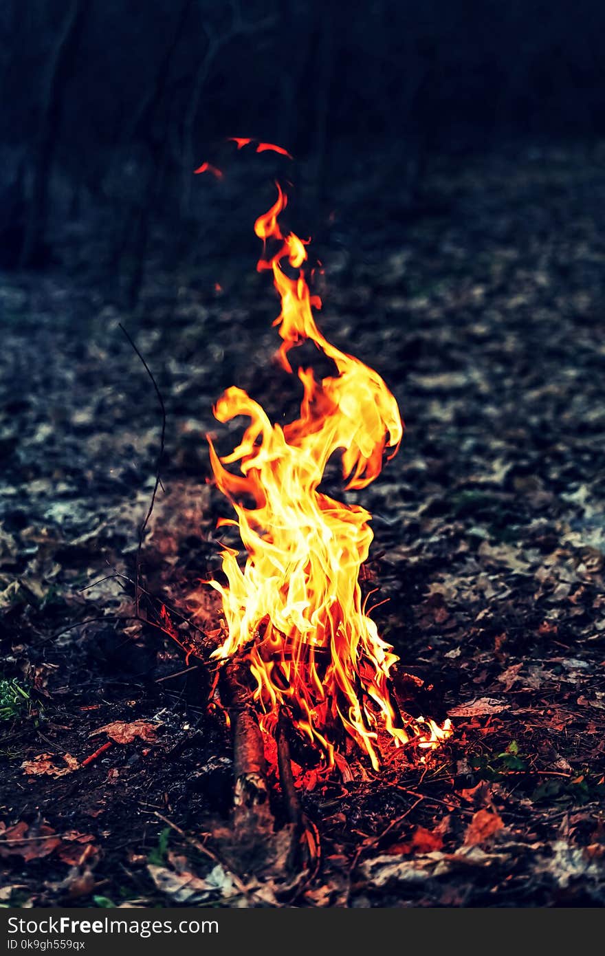 Small campfire in the spring forest. picnic. camping. close up. Small campfire in the spring forest. picnic. camping. close up