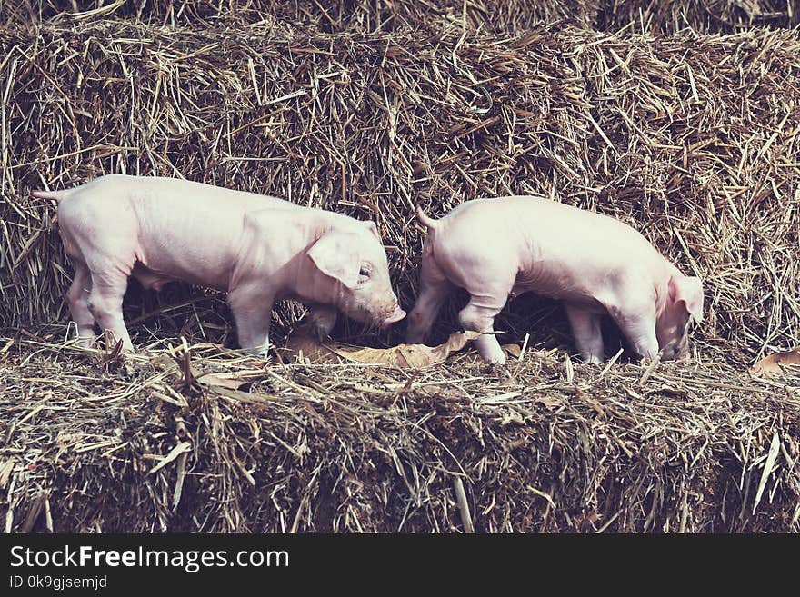 The lifestyle of the farm in the countryside,the little pigs on straw in rural farms