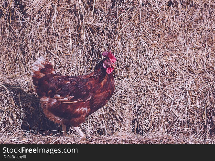 The lifestyle of the farm in the countryside, hens are hatching eggs on a pile of straw in rural farms, fresh eggs from the farm in the countryside