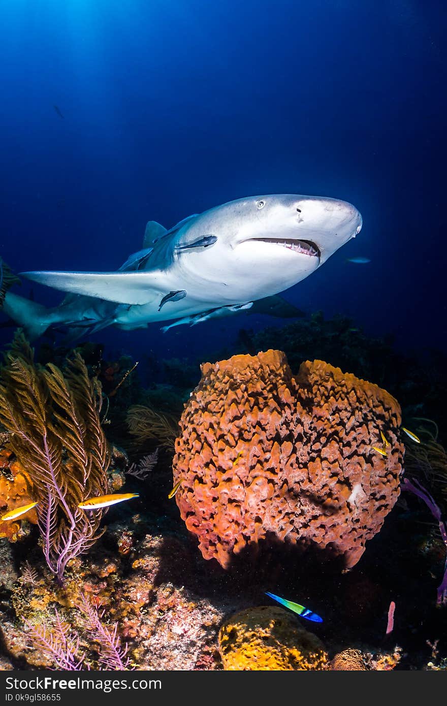 Lemon shark around the Bahamas in Tiger Beach. Lemon shark around the Bahamas in Tiger Beach