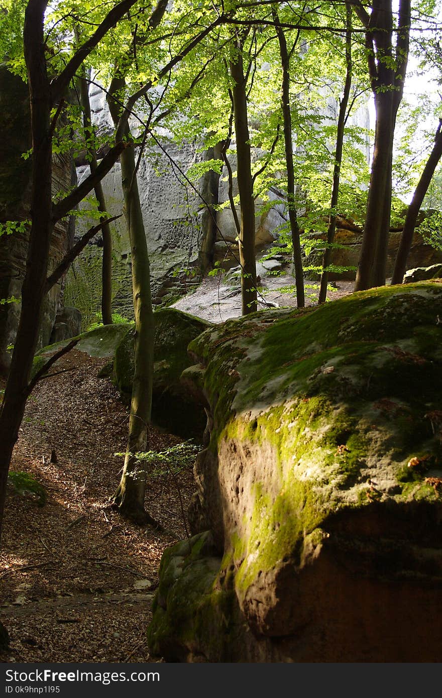 Sun barely shining on morass covered rocks and trees in woods. Sun barely shining on morass covered rocks and trees in woods