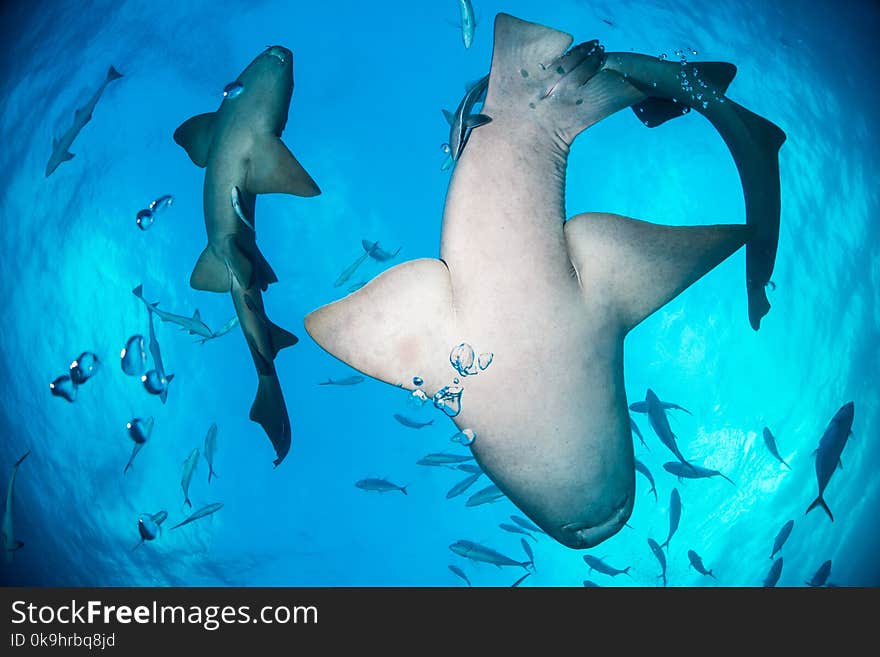 Nurse shark around the Bahamas in Bimini. Nurse shark around the Bahamas in Bimini