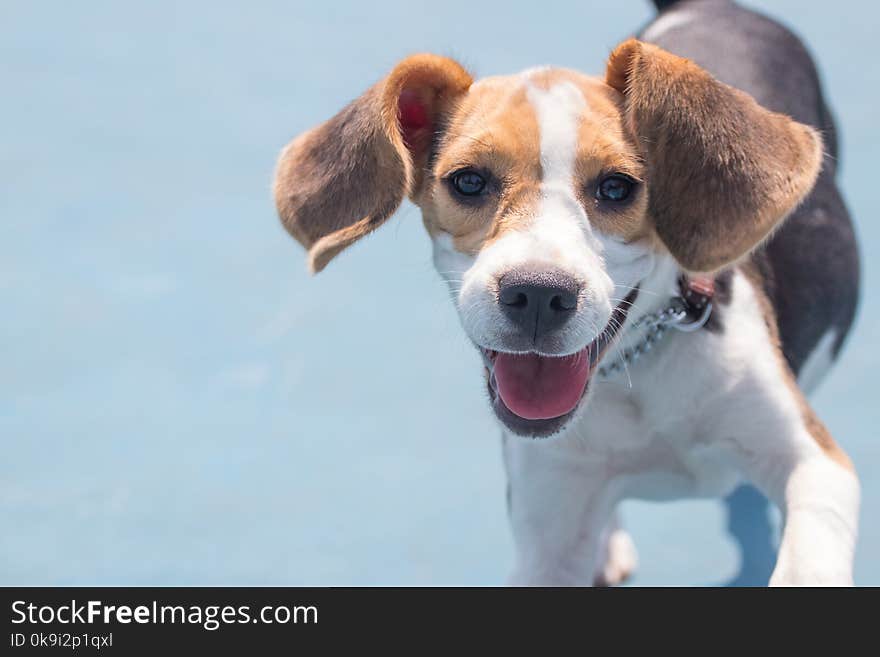 Beagle Dog Having Fun In The Park With A Smiley Face