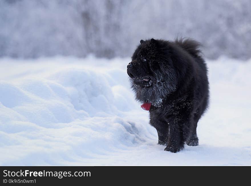 Long-haired Chow-chow Dog.