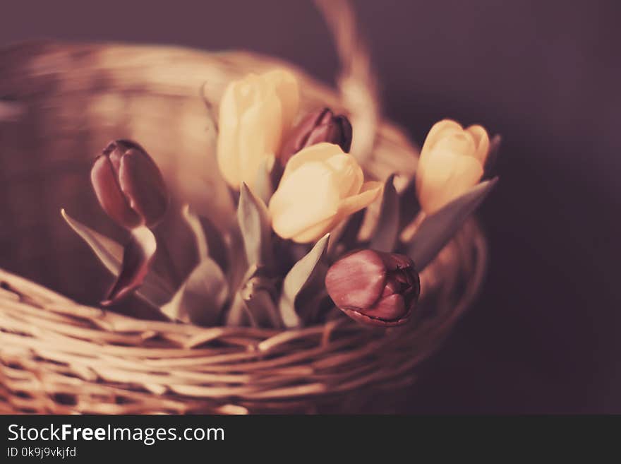 Spring floral background. Beautiful tulip flowers in a wicker basket.