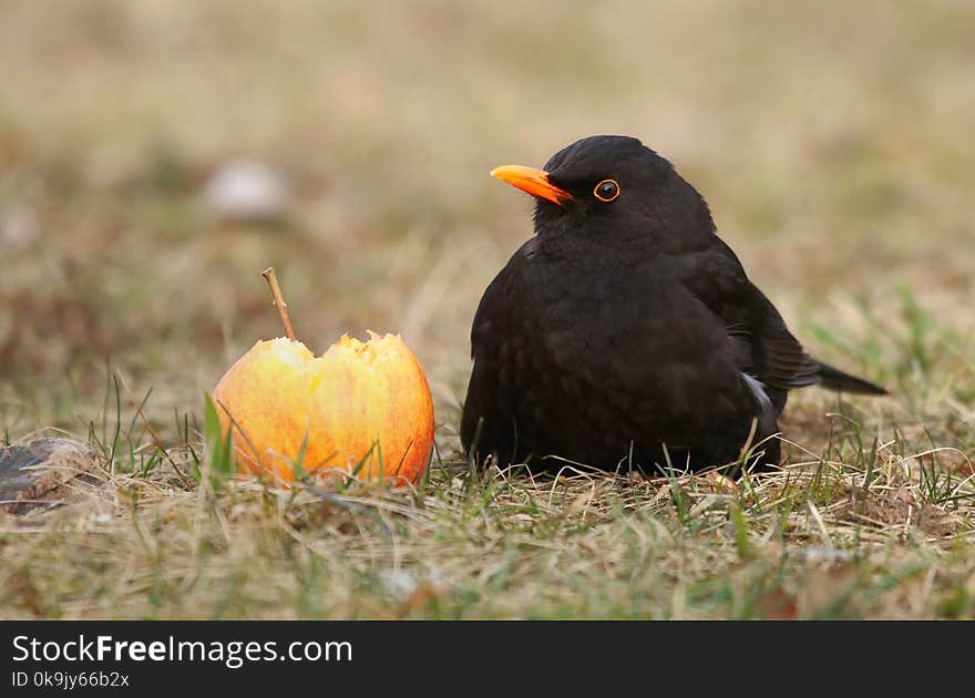 European blackbird Turdus merula