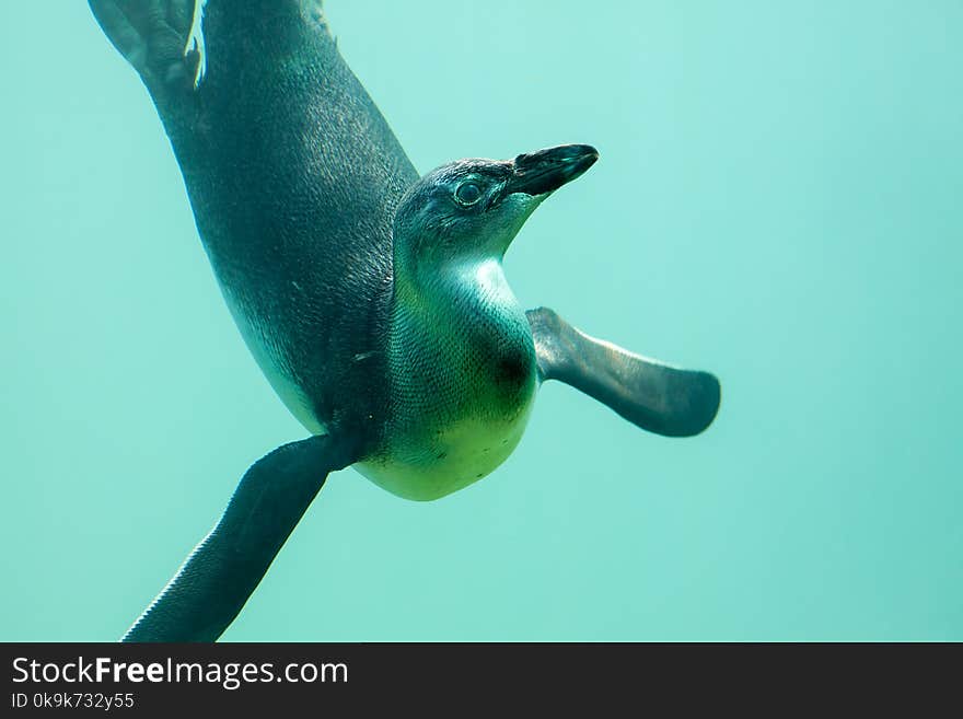 Bird fish. Curious penguin swimming underwater showing a fish-like irridescence. Evolution of feathers and scales. Bird fish. Curious penguin swimming underwater showing a fish-like irridescence. Evolution of feathers and scales.