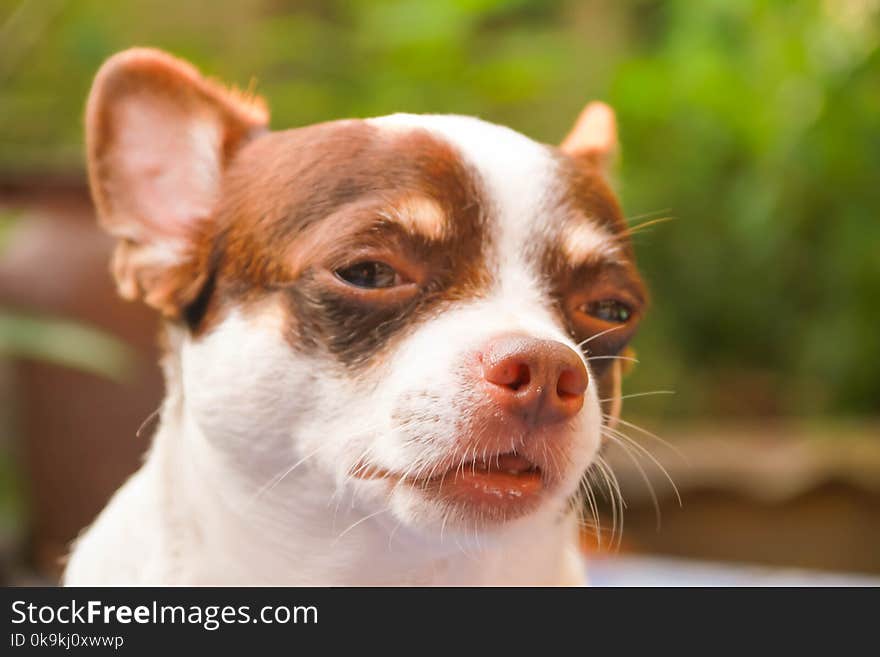 Dog playing outside and dog looking