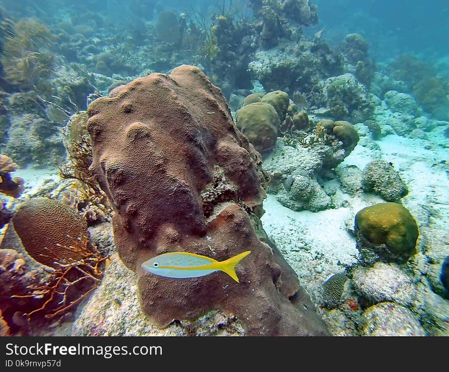 Fish on a coral head in the Bay Islands of Belize