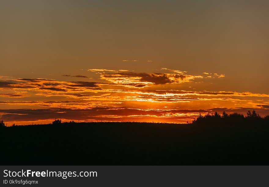 Silhoutte of Trees during Golden Hour