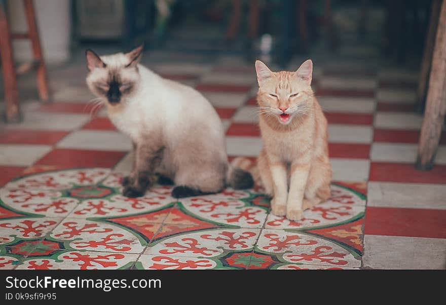 Close-Up Photography of Two Cats