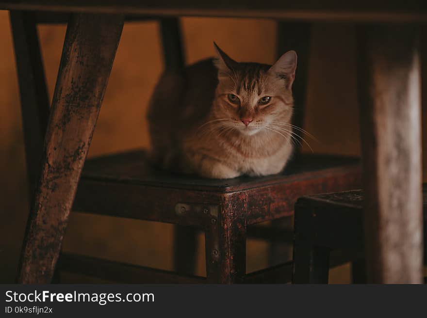 Photography of Orange Tabby Cat on Chair