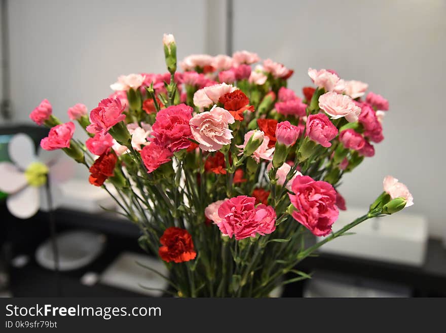 Close Up Photography of Red and Pink Petaled Flowers