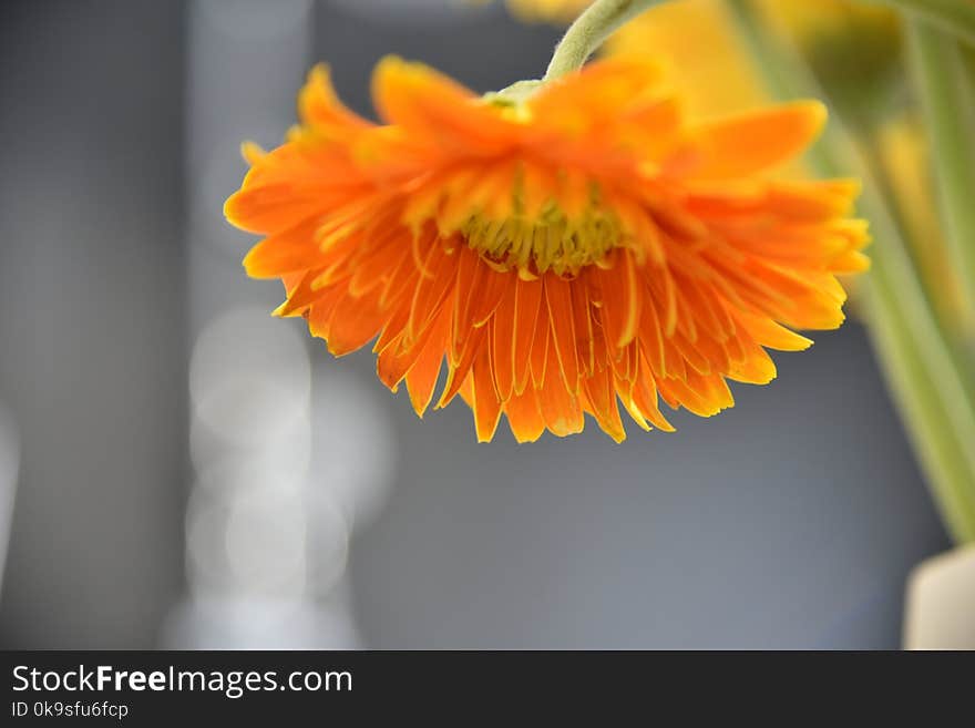 Close-up Photograph of Orange Petaled Flowers