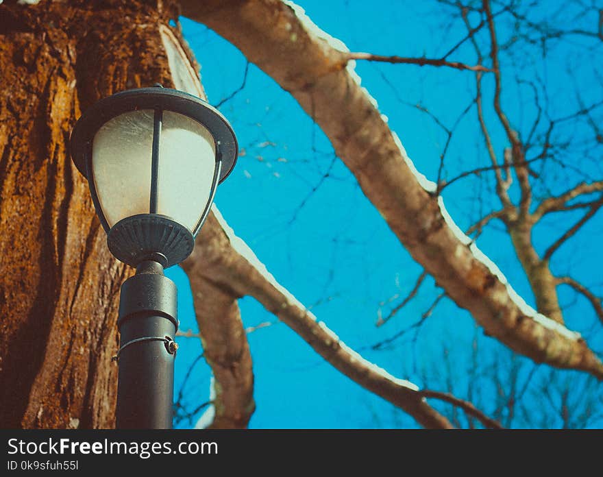 Black Post Lamp Near Tree