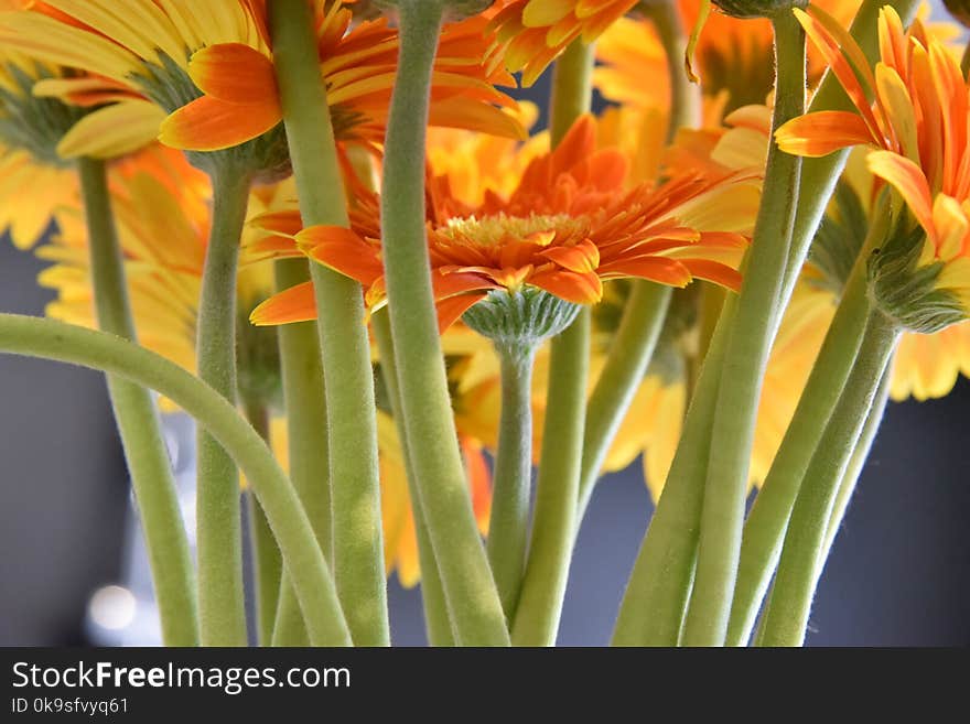 Selective Focus Photography of Orange Petaled Flowers