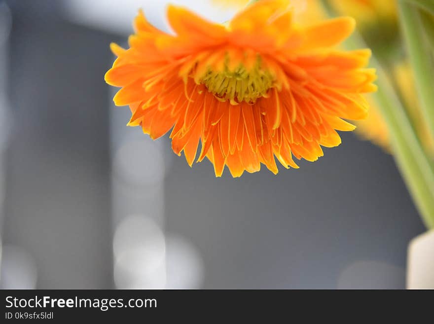 Orange Flower Macro Photography