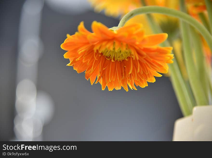 Orange Daisy Flower Selective Focus Photography