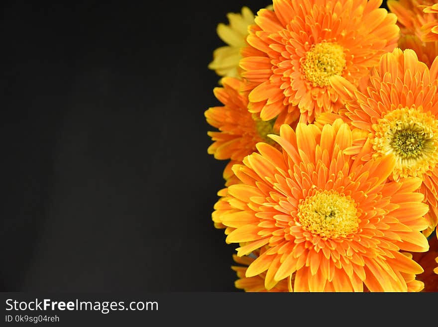 Macro Photography of Orange Flowers