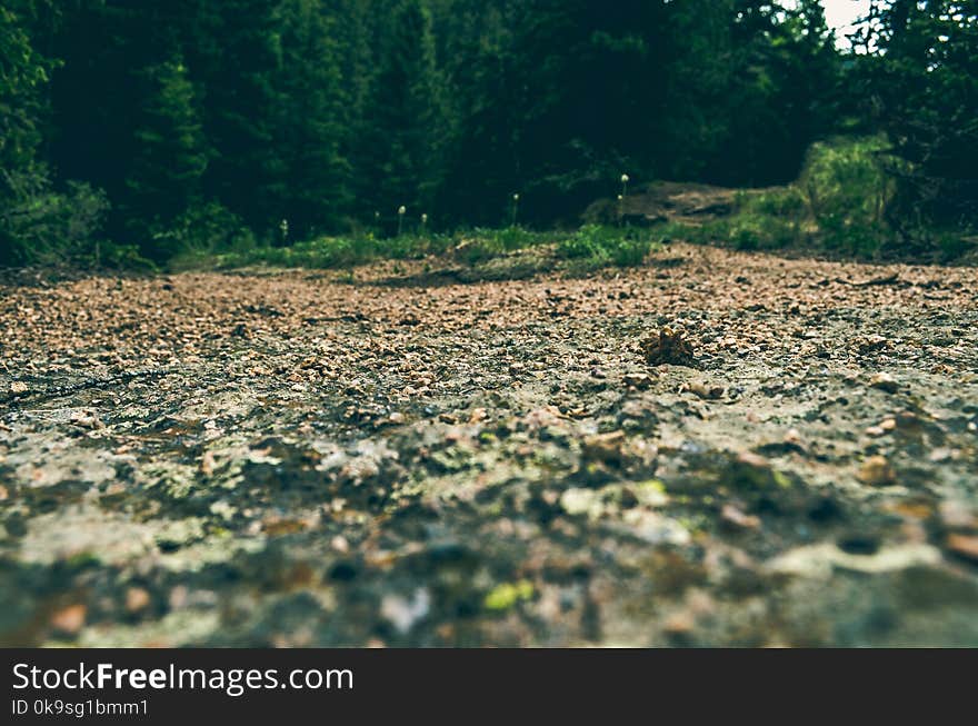 Brown Soil Near Green Trees