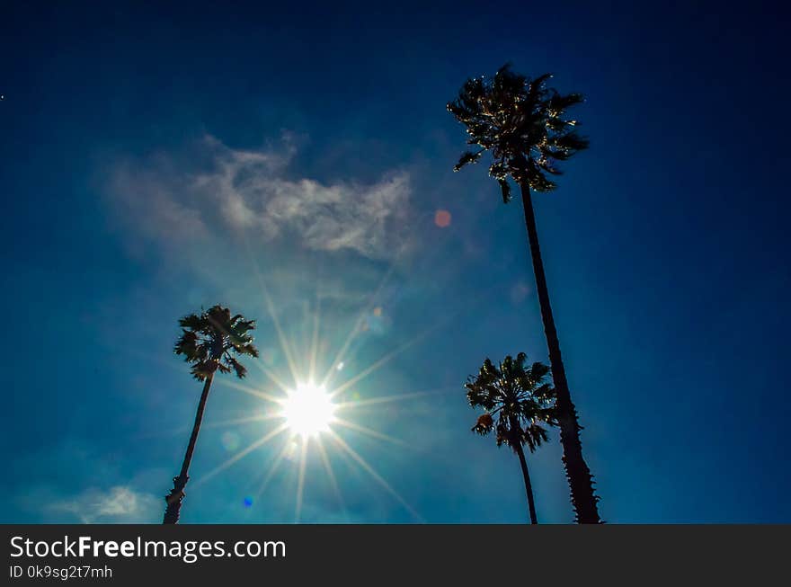 Palm trees under the sun