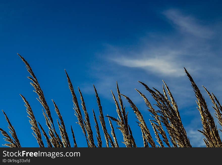 Green Wheat Under Clear Blue Sky