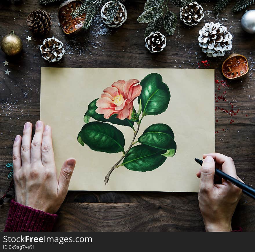 Man Drawing Pink Camellia Flower Beside Brown Pinecones