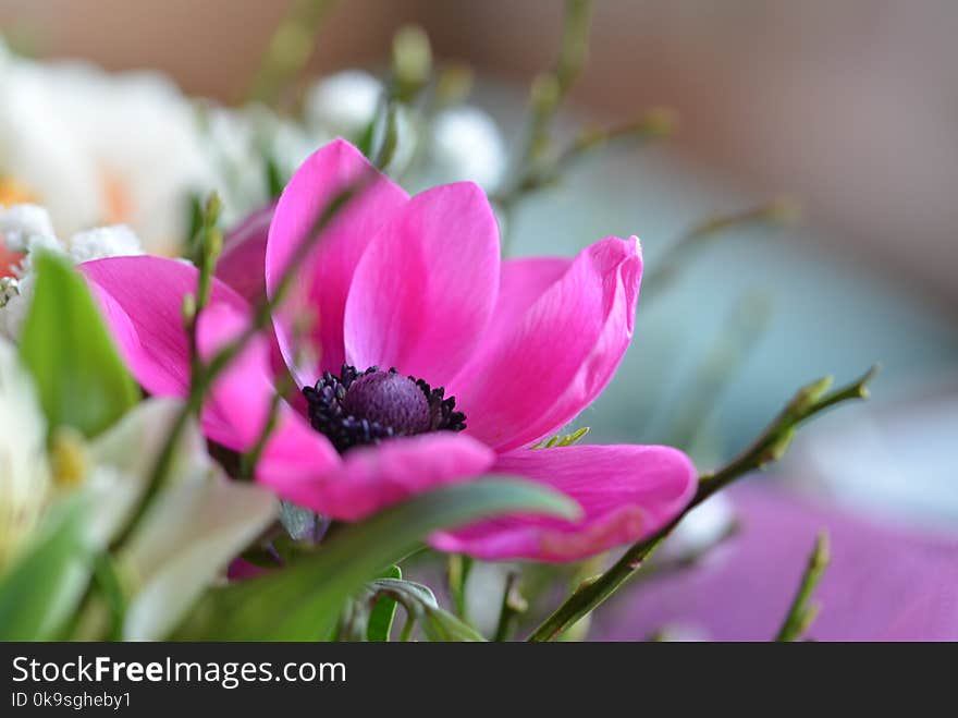 Closeup Photo of Pink Petaled Flower