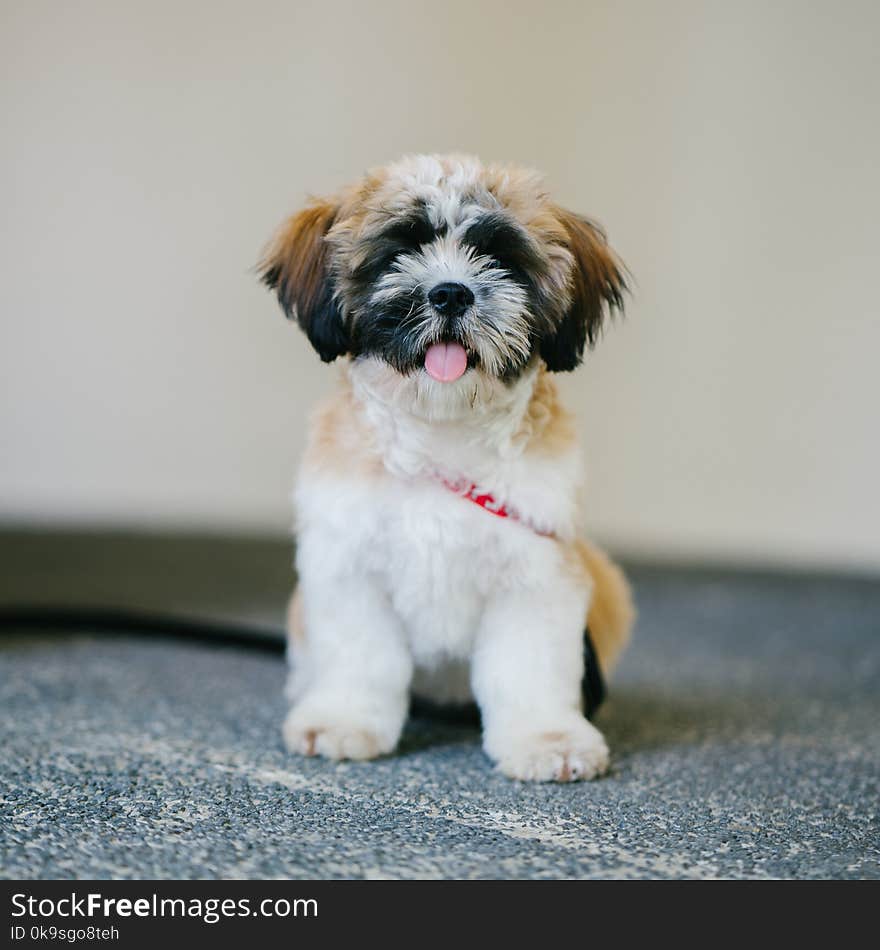 White, Brown, and Black Shih Tzu Puppy