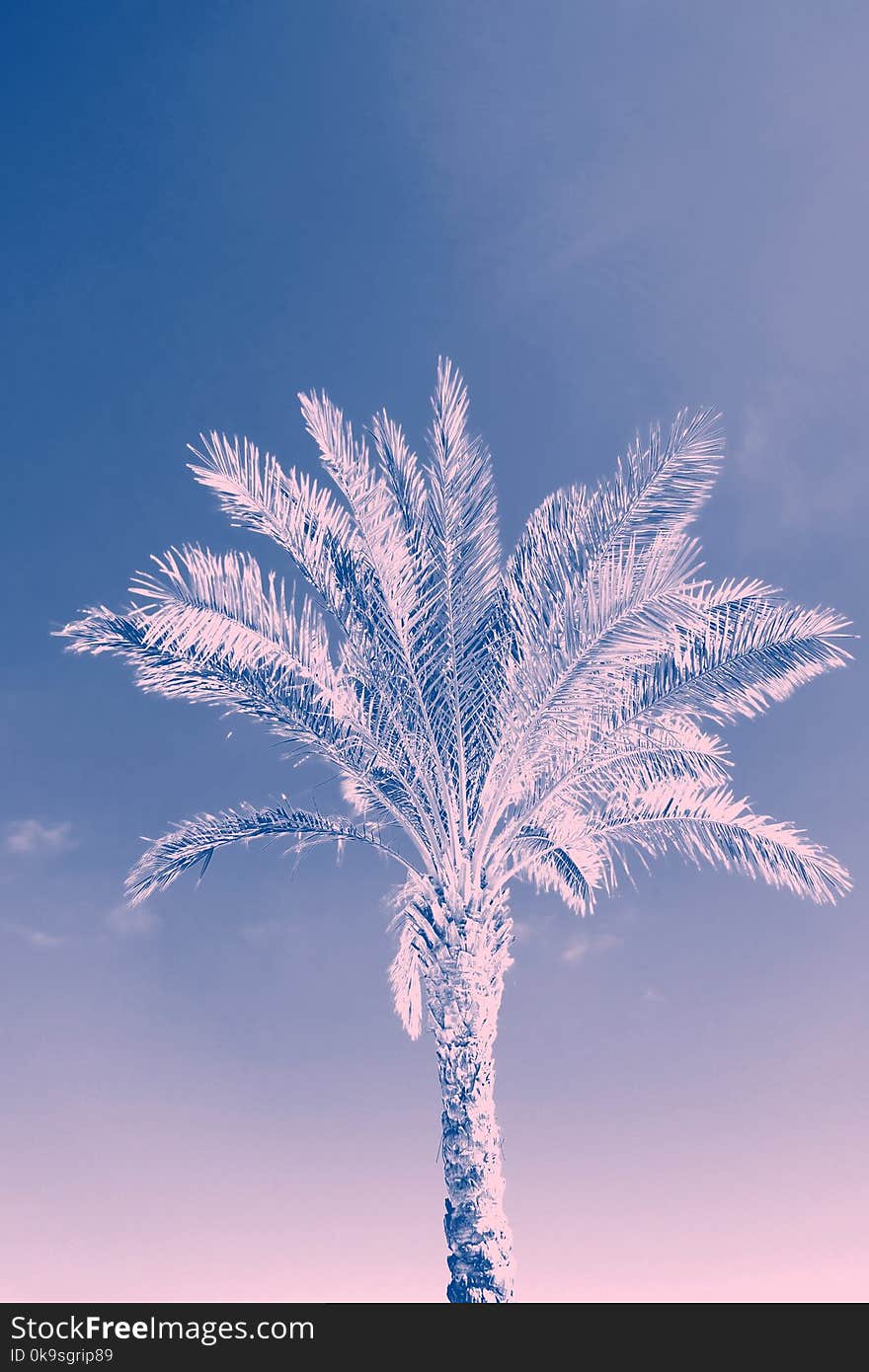 Low Angle Photo of Coconut Tree